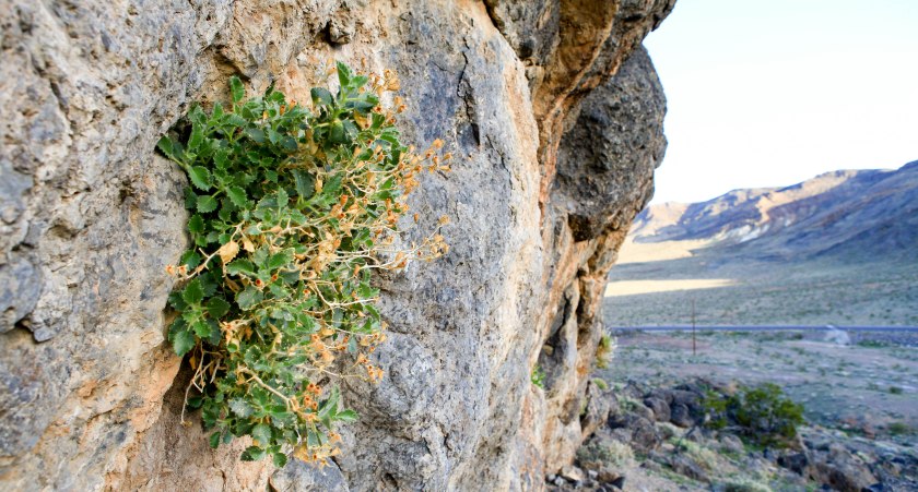 Desert rock nettle (Eucnide urens) appropriately growing out of a rock.